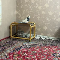 طوقی