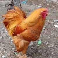 خروس