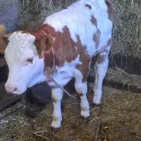 گوساله نر سمینتال اصیل