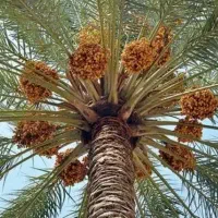 فروش-باغ-قصب-در-منطقه-هکان