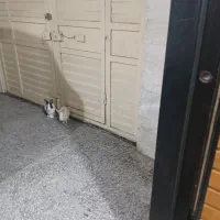 خرگوشنرومادهلطفاتوضیحاترابخوانیدتخفیفدارد