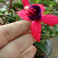 فروش گل فوشیا