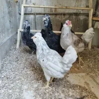 فروش تخم مرغ گلین