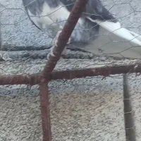 کبوتر گمشده