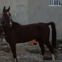 کره نریان