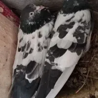 کبوتر پرشی درجه ۱