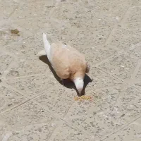 باخت رفته