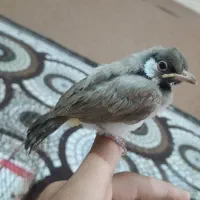 شادگان