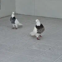 جفت طوقی ناب