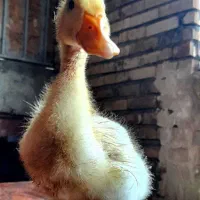 جوجه اردک