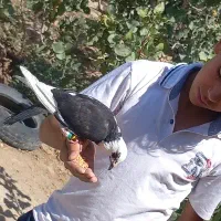 کبوتر پلنگ