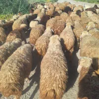 بره نره و ماده