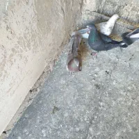 ۸عددکفترعالی گرفتنی