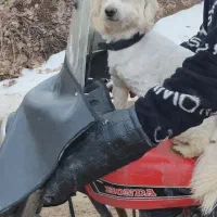 گم یادزدیده شده|حیوانات|صائین قلعه, |دیوار