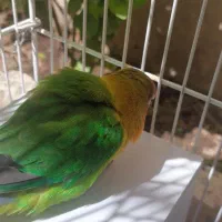 طوطی برزیلیوهولویی
