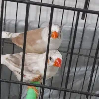 فنچ مولد زیبا بهمراه جوجه