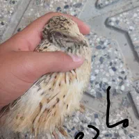 بلدرچین