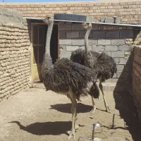 شترمرغ پرواری