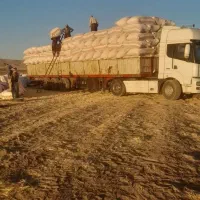 کاه دیم گندم اسنم