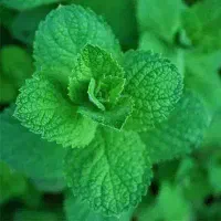 عرق نعنا دو آتیشه