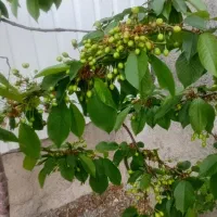 باغ برای چیدن اجاره