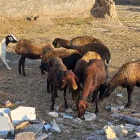 میش