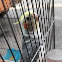 عروس هلندی
