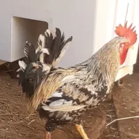 خروس ومرغ