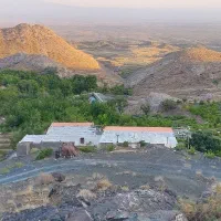 انگور سیاه دیم