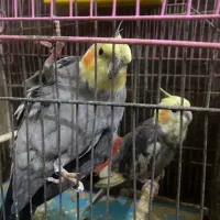 عروس هلندی