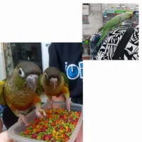 گرینچیک طوطی سبزپاکوتاه دستی
