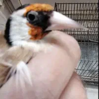 سهره شیراری شلاقی ۳ ساله