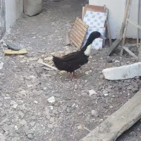 اردک نر