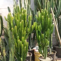 کاکتوس|گل و گیاه طبیعی|تهران, خلیج فارس|دیوار