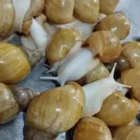حلزون البینو