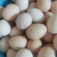تخم مرغ محلی