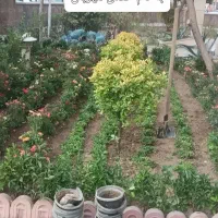انجام کلیه خدمات باغبانی
