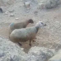 پنچ میش وبره