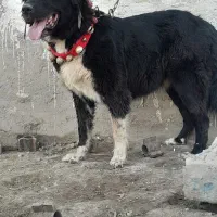 سگ لاس