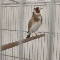 سهره نر تازه تخت