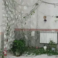 گل پتوس|گل و گیاه طبیعی|خرم‌آباد, |دیوار