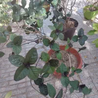 تعدادی گل وگیاه