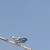 کفتر گمشده