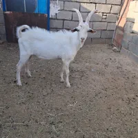 نربزغاله سانن تخمی فروشی