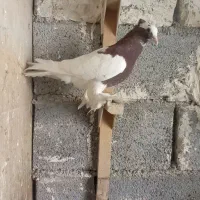 کبوتر طوق