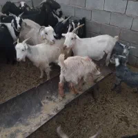 ۱۹ راس بز