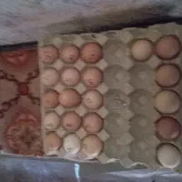 فروش انواع تخم مرغ تخم اردک  فقط 20