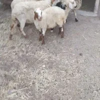 سه راس میش