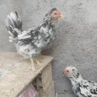 تخم مرغ نطفه دار گلین