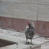 مرغ و خروس